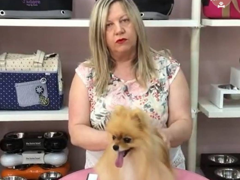 Vídeos de peluquería canina 