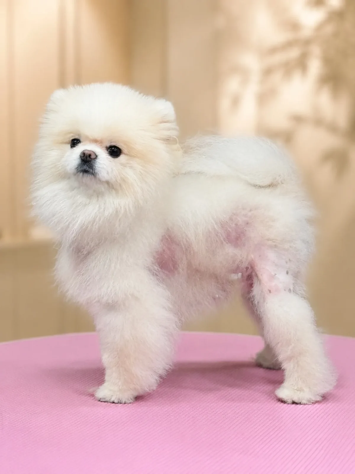 Alopecia x pomerania Can Xiu-Xiu manto 1