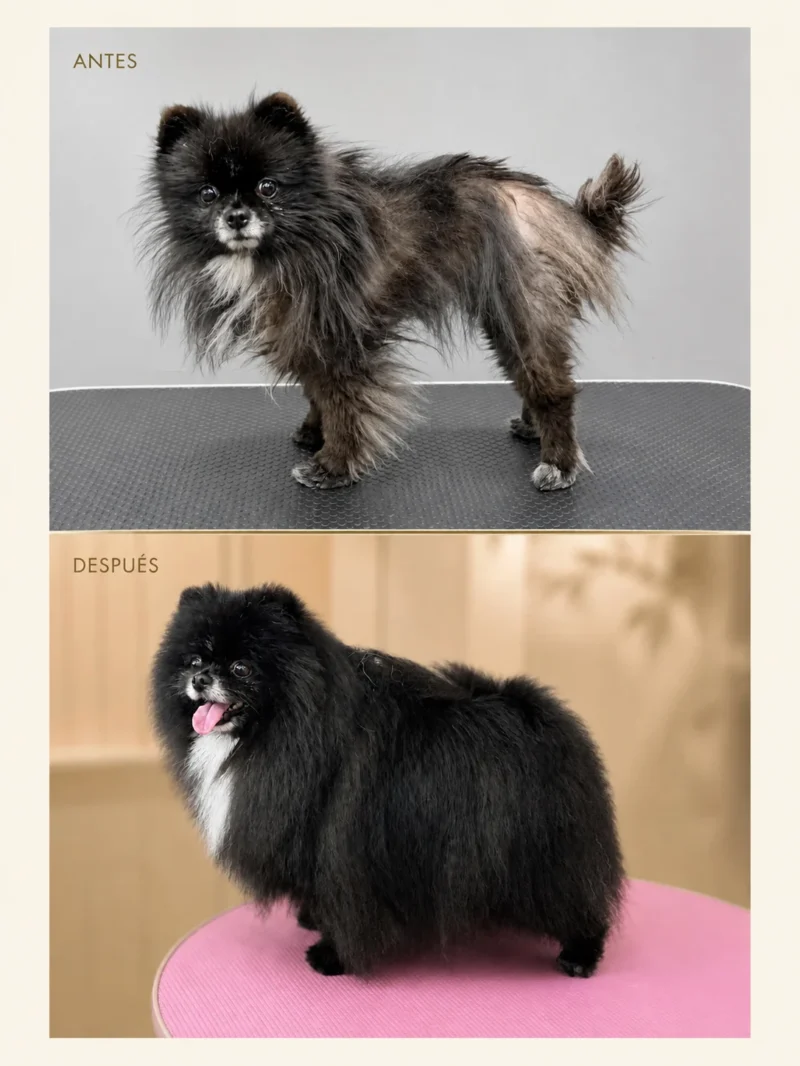 Antes y después de un Pomerania negro con Alopecia X recuperado presencialmente en Can Xiu-Xiu, El Prat de Llobregat