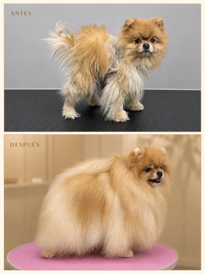 Antes y después de un Pomerania crema con Alopecia X recuperado presencialmente en Can Xiu-Xiu, El Prat de Llobregat