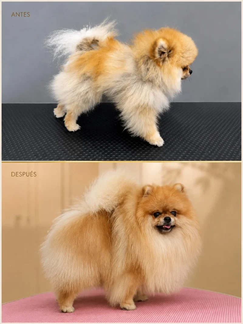 Antes y después de un Pomerania naranja de perfil con Alopecia X recuperado presencialmente en Can Xiu-Xiu, El Prat de Llobregat