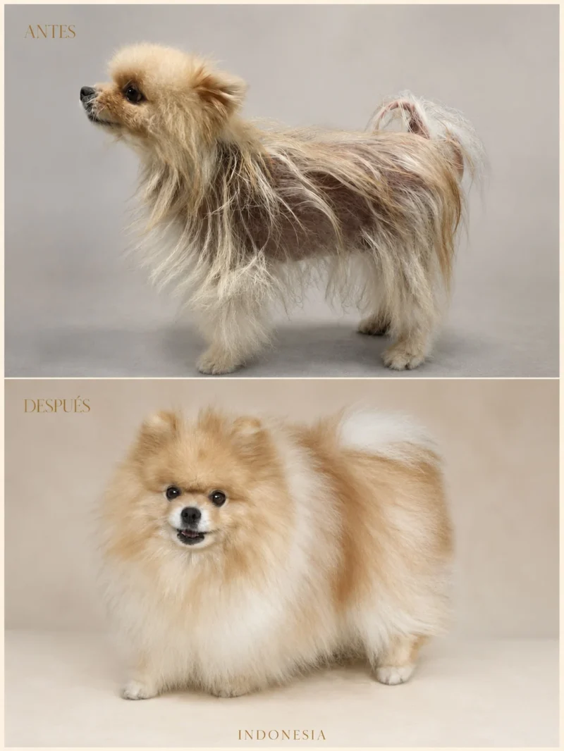 Antes y después de un Pomerania crema con Alopecia X recuperado con asesoría online de Can Xiu-Xiu desde Indonesia