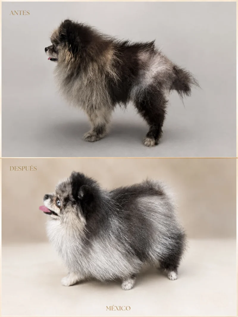 Antes y después de un Pomerania gris con Alopecia X recuperado con asesoría online de Can Xiu-Xiu desde México