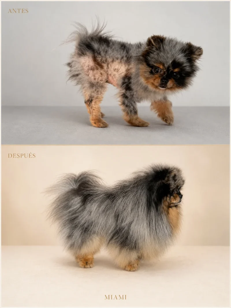 Antes y después de un Pomerania merle con Alopecia X recuperado con asesoría online de Can Xiu-Xiu desde Miami