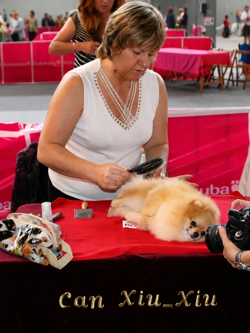 María José Guerrero cepillando a un Pomerania adulto sobre la mesa de aseo en una exposición canina