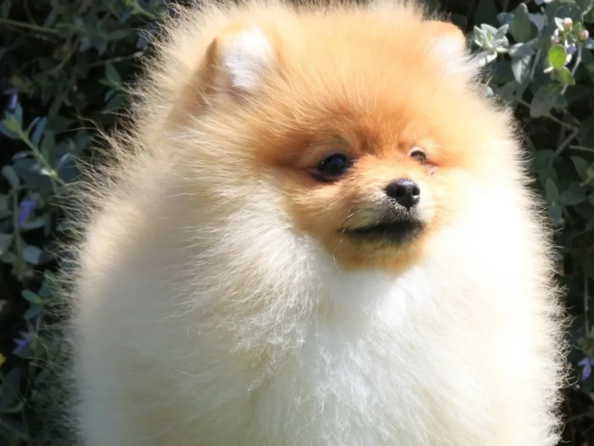 Pomerania crema entre hojas verdes, imagen del destacado Guía del Pomerania