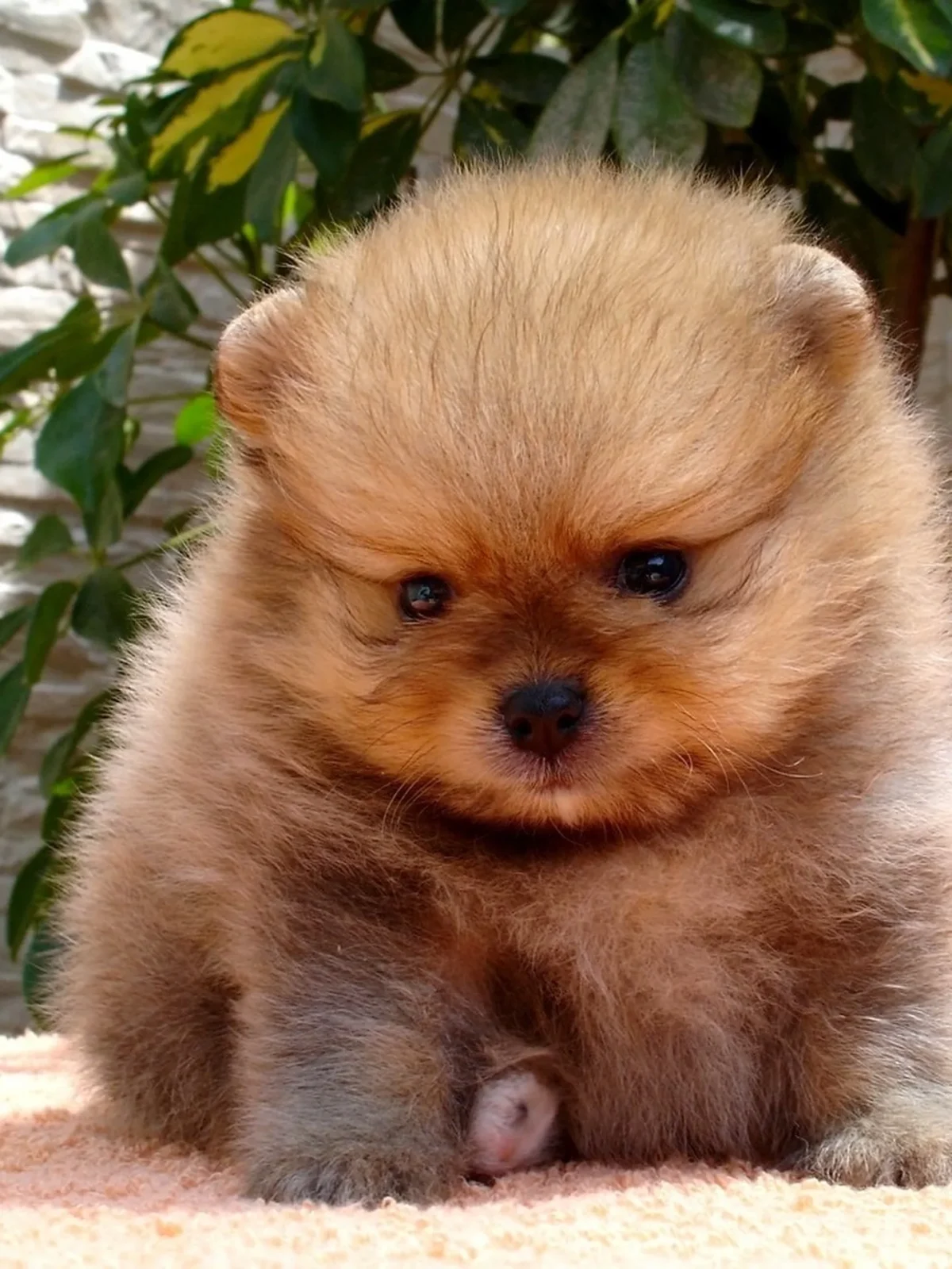 Cachorro pomerania dos meses Can Xiu-Xiu 1