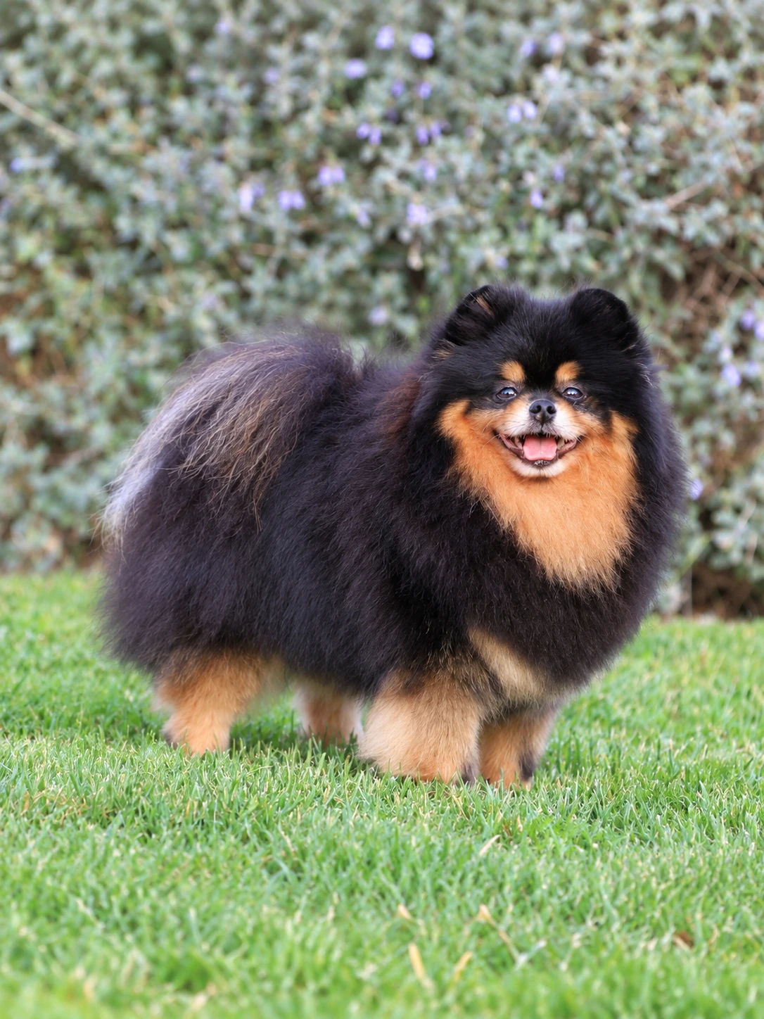 Can Xiu-Xiu Edwin, Pomerania negro y fuego de pie sobre el césped