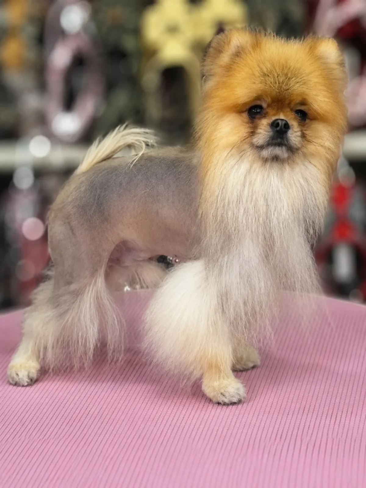 Fendi alopecia x pomerania Can Xiu-Xiu