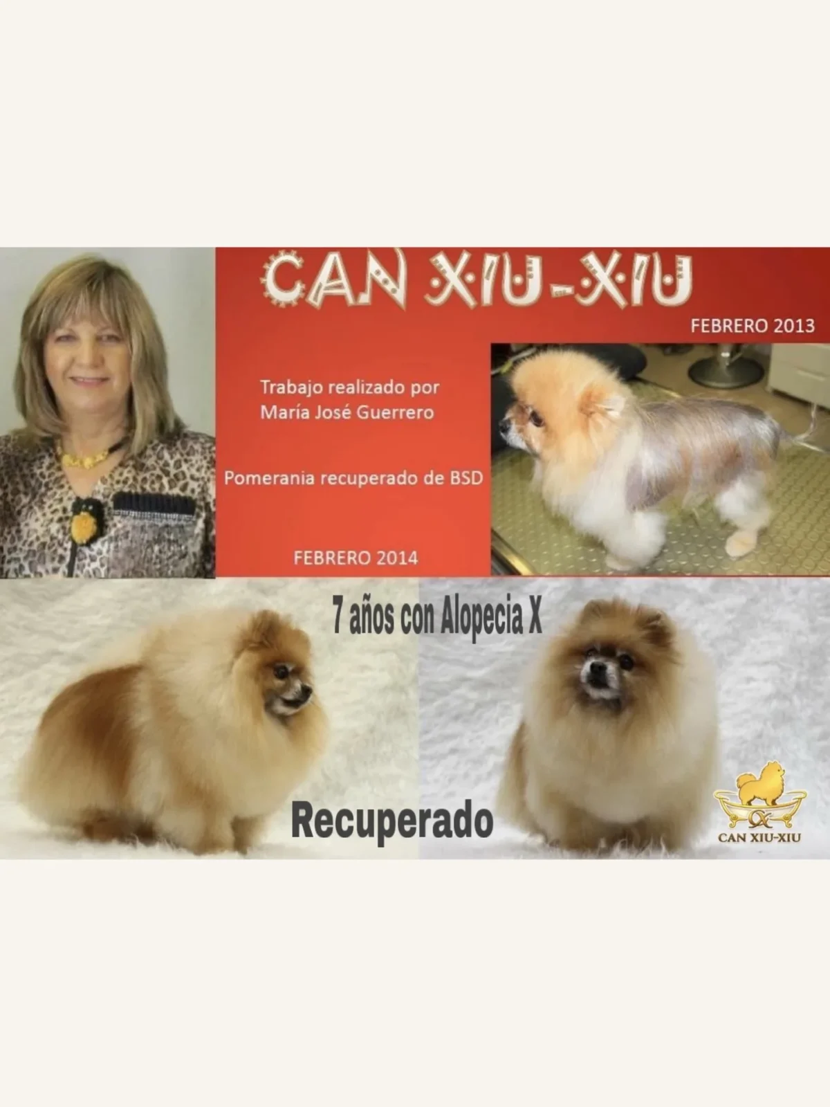 Nelo recuperacion alopecia x pomerania