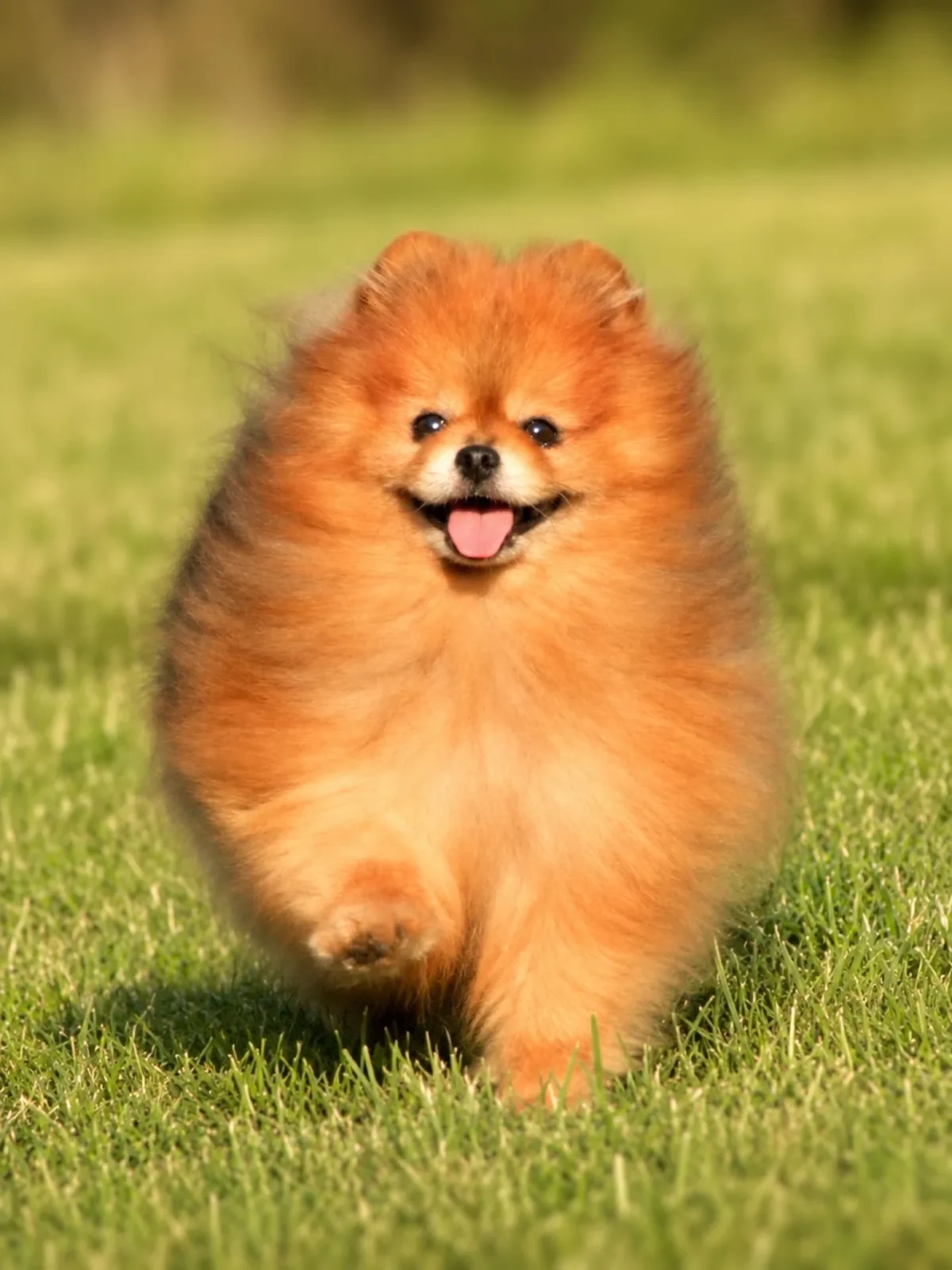 Pomerania corriendo Can Xiu-Xiu 1