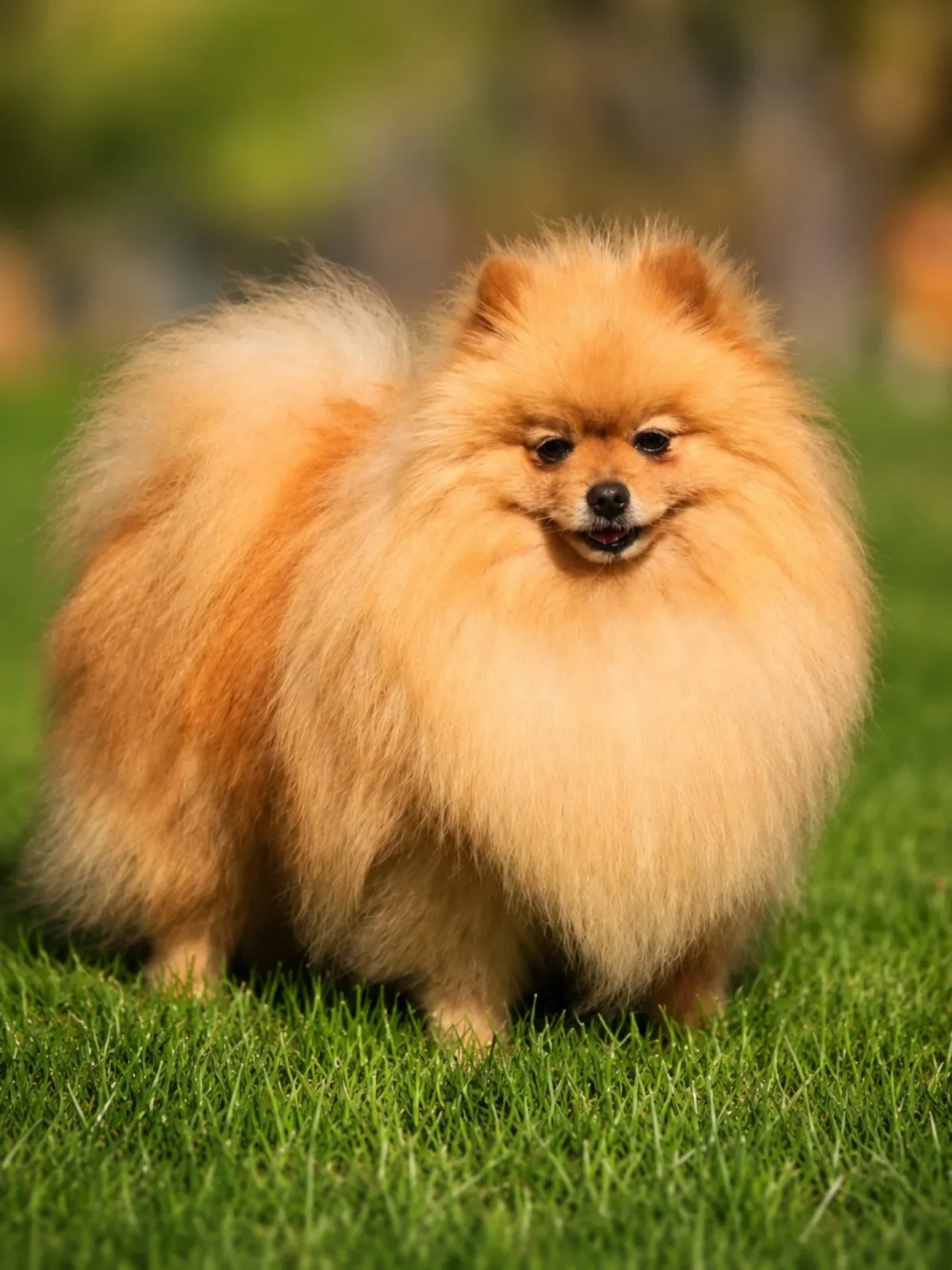 Pomerania evolucion Can Xiu-Xiu 1